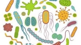Vai trò của virus đường ruột đối với sức khỏe